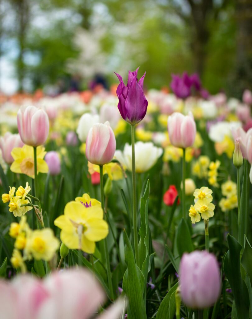 Vibrant tulips in full bloom at a garden in the Netherlands during spring.
