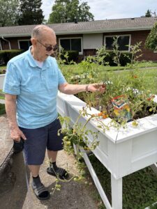 An elderly man wearing glasses and a light blue shirt examines ripe tomatoes growing in a raised garden bed outside, holding a cane and standing on a sidewalk near a brick building—enjoying the vibrant community life offered by Assisted Living at Wesley Manor.