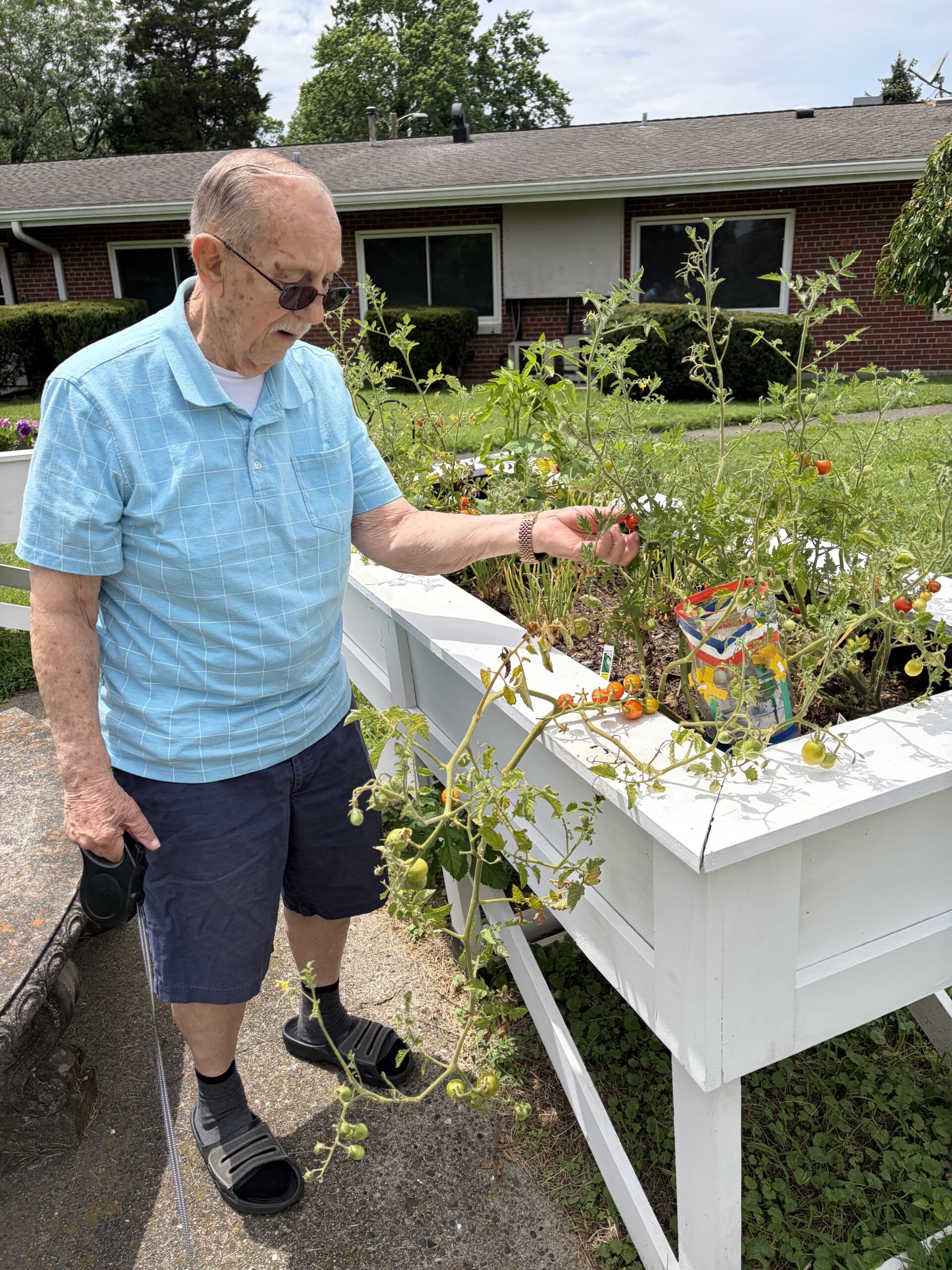 An elderly man wearing glasses and a light blue shirt examines ripe tomatoes growing in a raised garden bed outside, holding a cane and standing on a sidewalk near a brick building—enjoying the vibrant community life offered by Assisted Living at Wesley Manor.